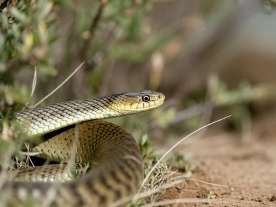 Montpellier snake (false cobra)