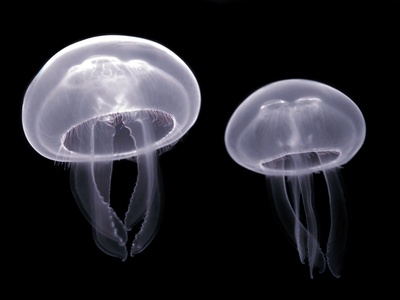 Moon jelly