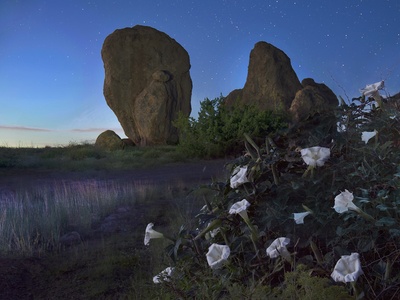 Moonflower