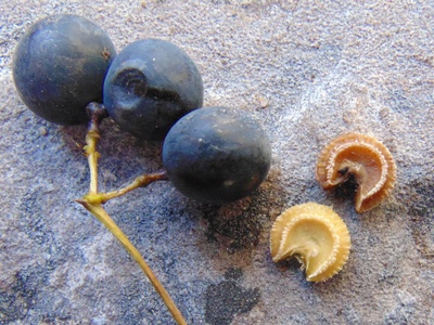 Moonseed