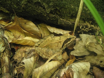 Moor frog