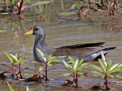 Moorhen