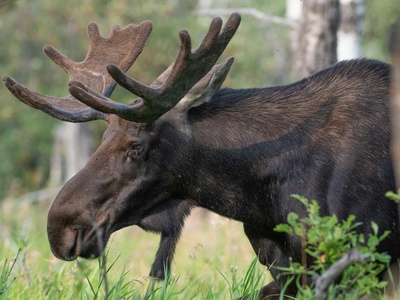 Moose