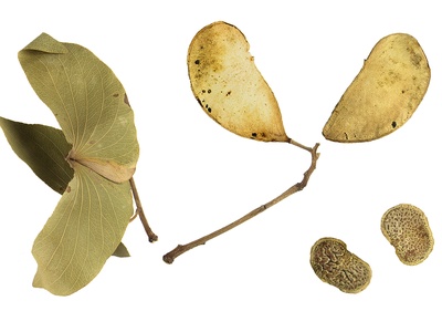 Mopane