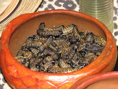 Mopane Worm