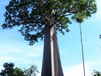 Mora (Mora)