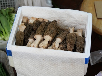 Morel