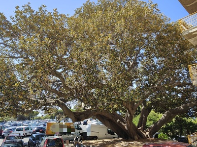 Moreton Bay Fig