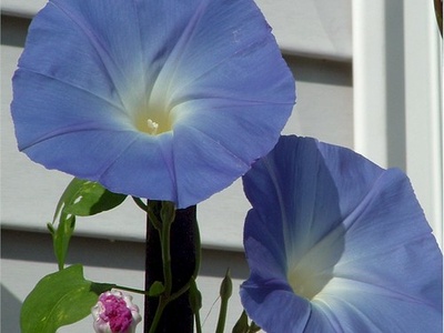 Morning Glory