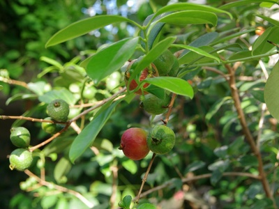 Morro berry (local wild fruits aggregated)
