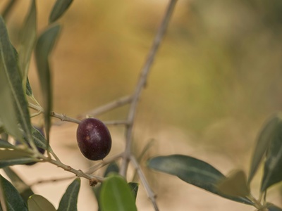 Morroncillo (native berry)