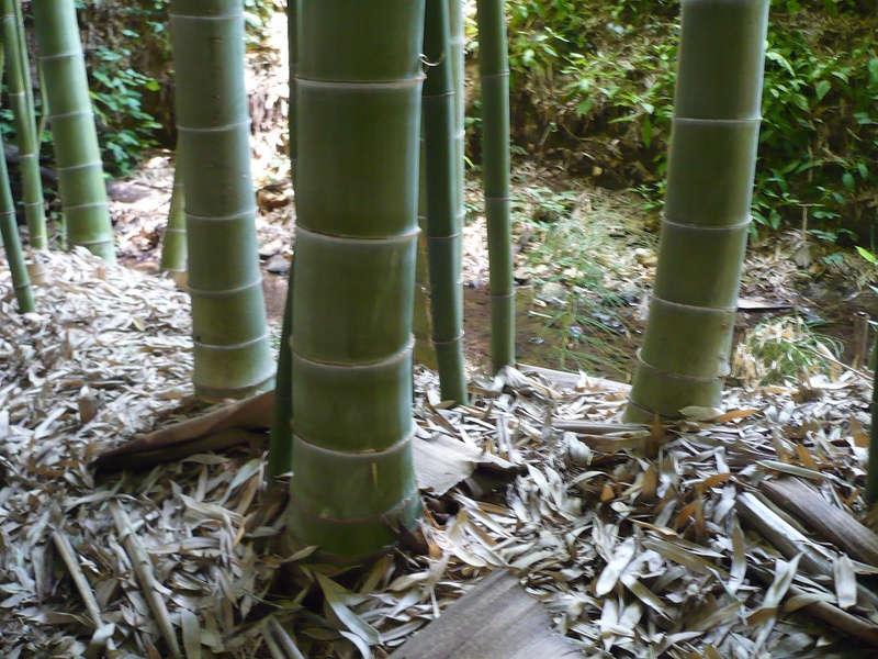 China's Native Plants - Flora Fauna Fun