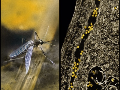 Mosquito (West Nile vector)