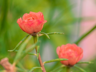 Moss Rose