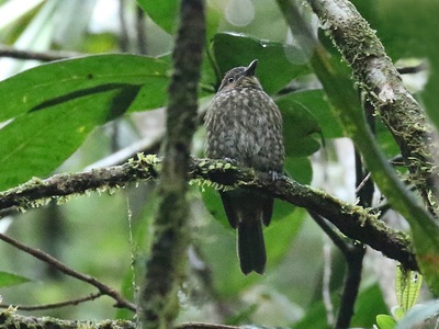 Mottled Berryhunter