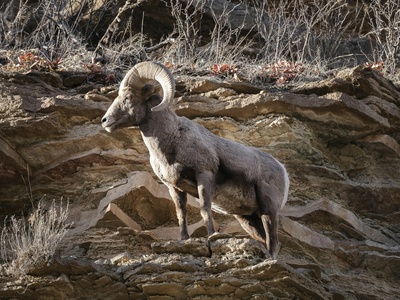 Mouflon