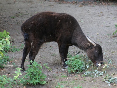 Mountain anoa