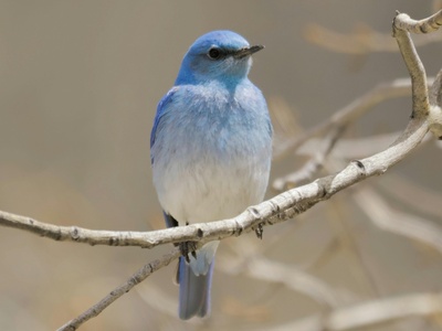 Mountain bluebird