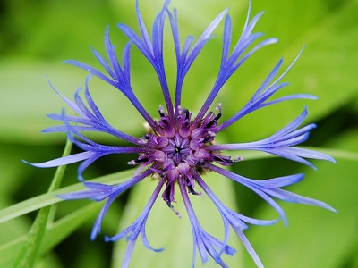 Mountain Bluet