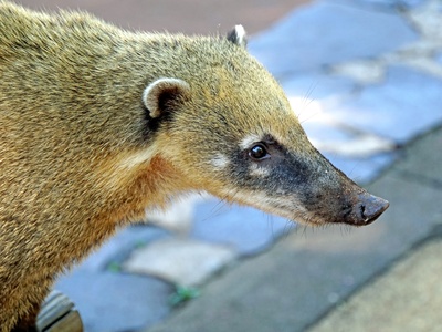 Mountain coati