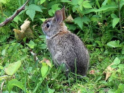 Mountain cottontail