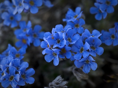 Mountain Forget-me-not