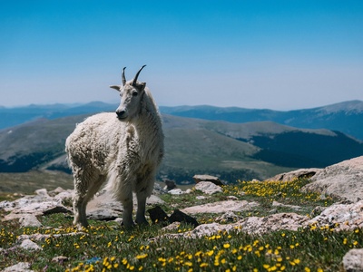 Mountain goat