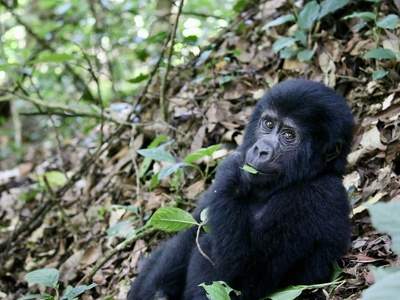 Mountain gorilla