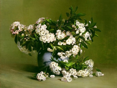 Mountain Laurel