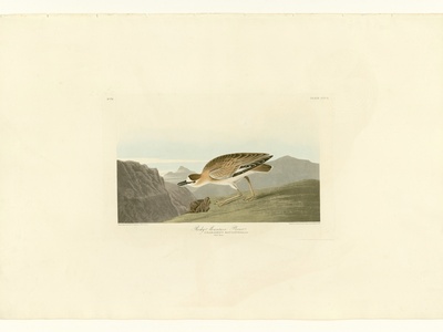 Mountain Plover
