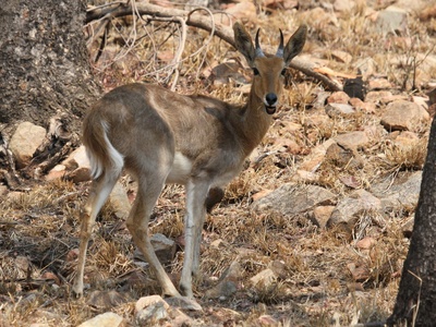 Mountain reedbuck