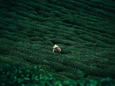 Mountain Tea