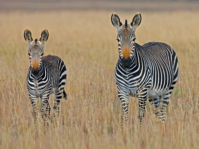 Mountain zebra