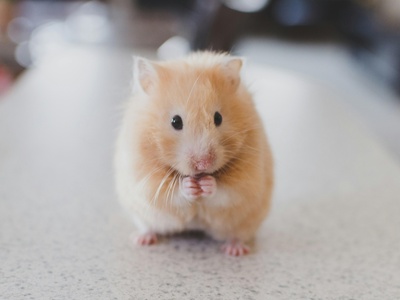 Mouse