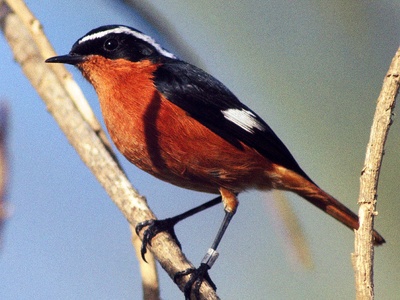 Moussier's redstart
