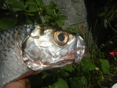 Mrigal Carp