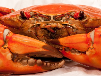 Mud Crab