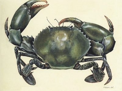 Mud Crab