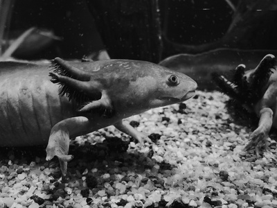 Mudpuppy