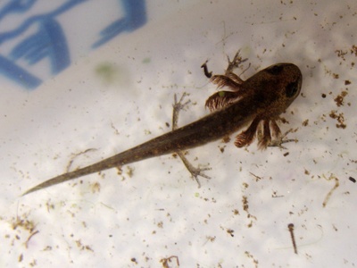 Mudpuppy