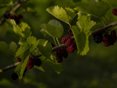 Mulberry