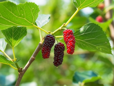 Mulberry (Odi)