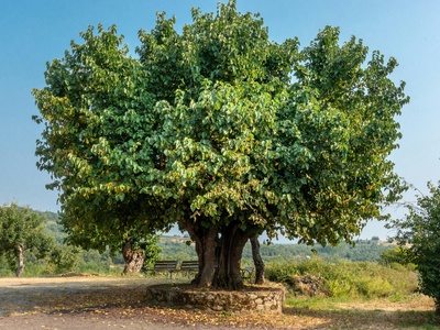 Mulberry Tree