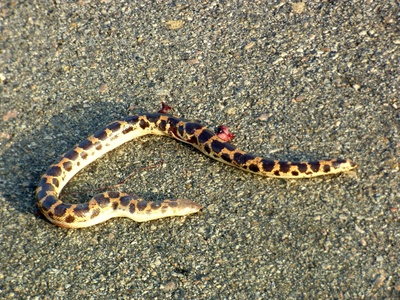 Müller's Sand Boa