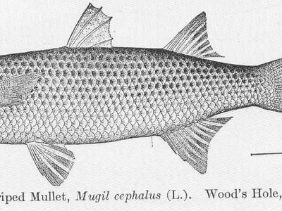 Mullet