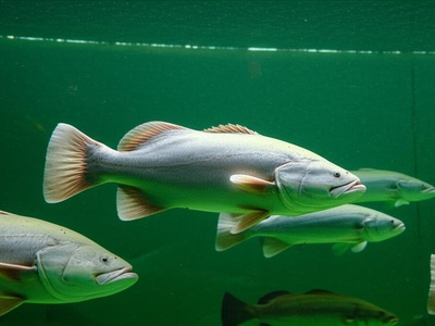 Murray Cod