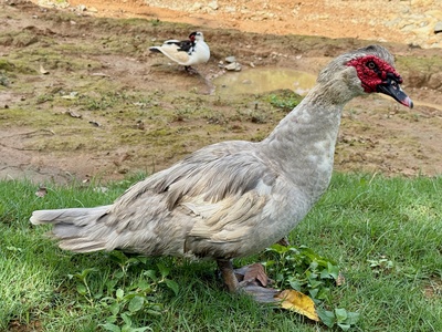 Muscovy Duck