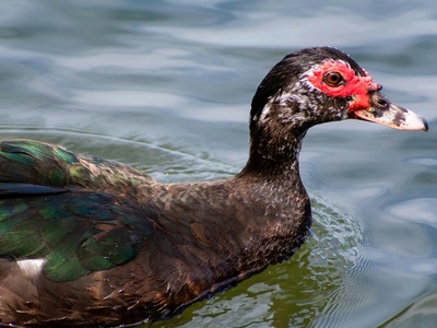 Muscovy duck