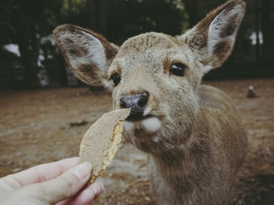 Musk Deer