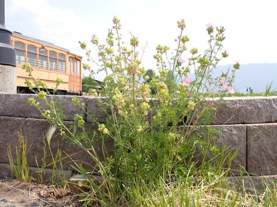 Musk Mallow